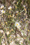 Perennial saltmarsh aster